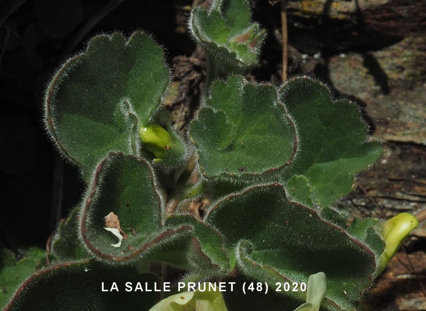 Snapdragon, creeping leaf